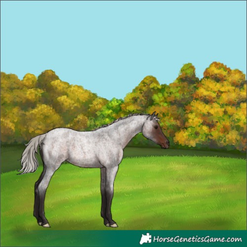 Horse Color:Silver Brown Roan 