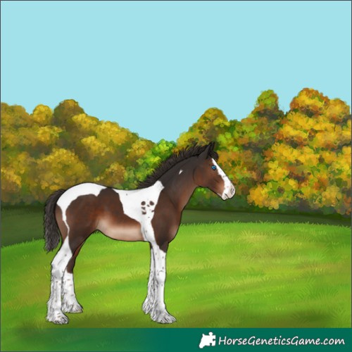 Horse Color:Liver Chestnut Splash Tobiano 