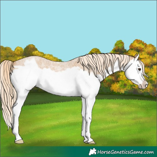 Horse Color:Palomino Roan Splash Frame 