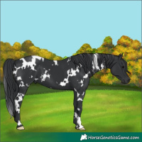 Horse Color:White Spotted Black Mushroom 