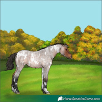 Horse Color:White Spotted Brown Roan 