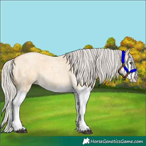 Horse Color:Silver Buckskin Roan Splash 