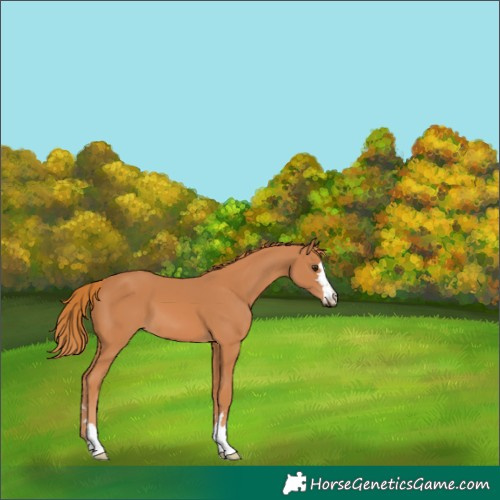 Horse Color:Chestnut 