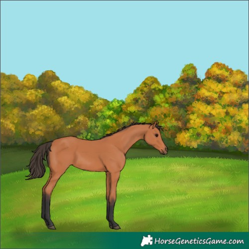 Horse Color:Bay 