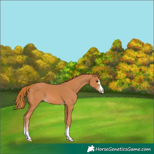 Horse Color:Chestnut 