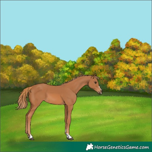 Horse Color:Chestnut 