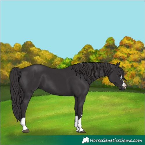 Horse Color:Smoky Black 