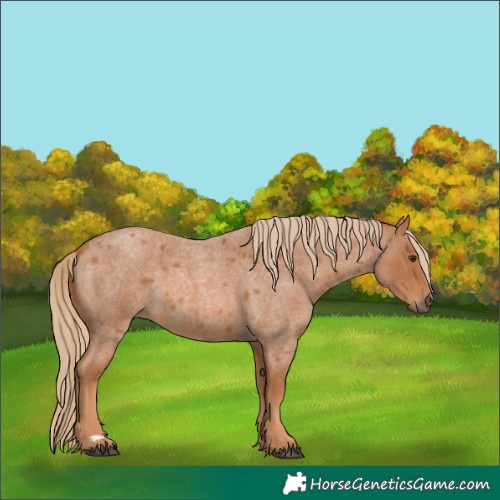 Horse Color:Red Roan 