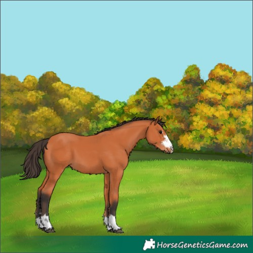 Horse Color:Bay 