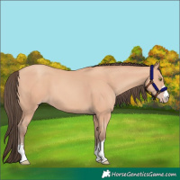 Horse Color:Amber Champagne 