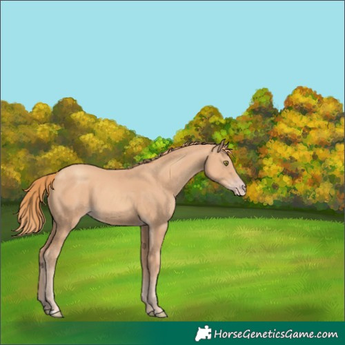 Horse Color:Gold Champagne 