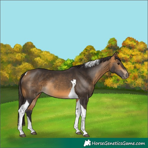 Horse Color:Buckskin Tobiano 