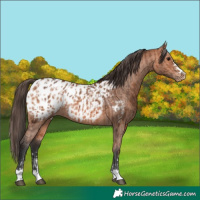Horse Color:Bay Appaloosa and Bay Appaloosa