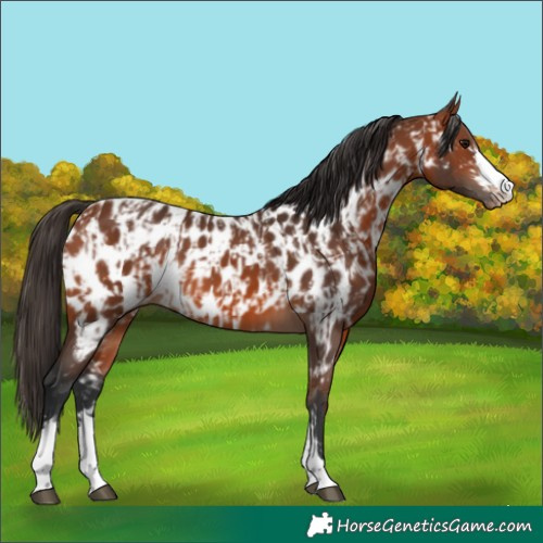 Horse Color:Bay Appaloosa and Bay Appaloosa