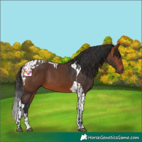 Horse Color:Brown  and Bay Tobiano 
