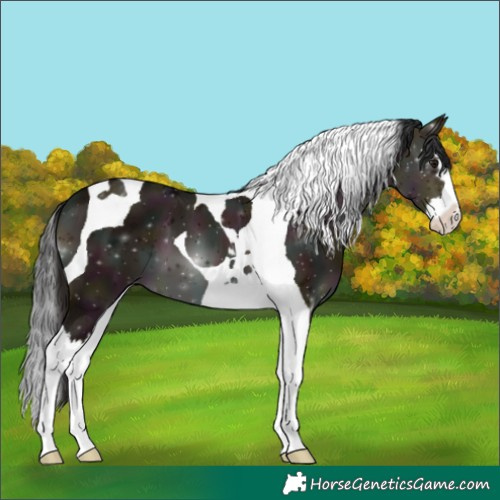 Horse Color:Midnight Brown Dun Splash Tobiano