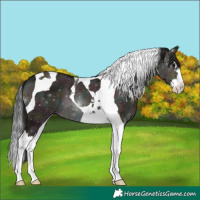 Horse Color:Midnight Brown Dun Splash Tobiano 