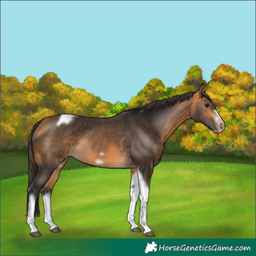 Horse Color:Buckskin Tobiano Frame