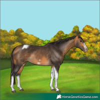 Horse Color:Buckskin Tobiano Frame 