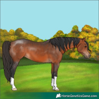 Horse Color:Bay 