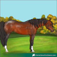 Horse Color:Brown 
