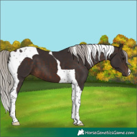 Horse Color:Silver Brown Tobiano 