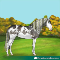 Horse Color:Painted White Spotted Blue Onyx Ice Splash Rabicano