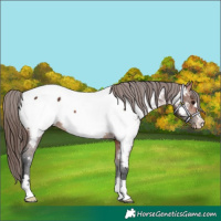 Horse Color:Bay Appaloosa 