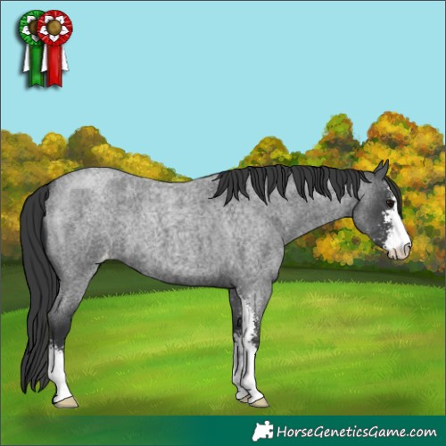 Horse Color:Blue Roan Sabino Appaloosa 