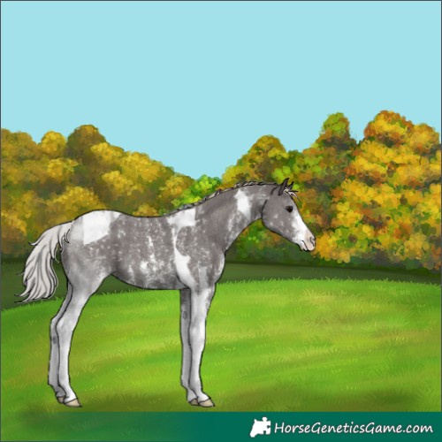 Horse Color:Silver Black Sabino Tobiano 