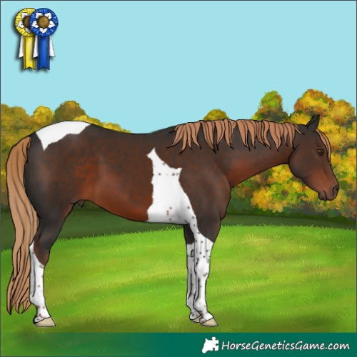 Horse Color:Liver Chestnut Tobiano 