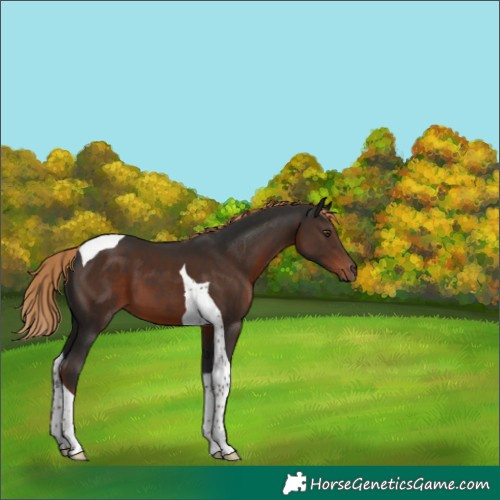 Horse Color:Liver Chestnut Tobiano 