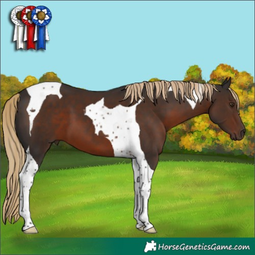 Horse Color:Liver Chestnut Tobiano 