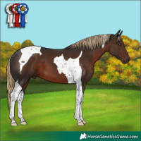 Horse Color:Liver Chestnut Tobiano 