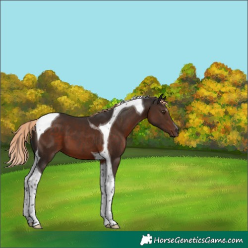 Horse Color:Liver Chestnut Tobiano 