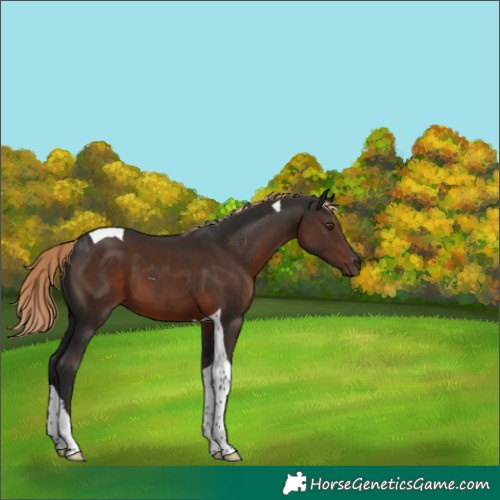 Horse Color:Liver Chestnut Tobiano 