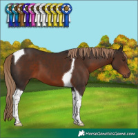 Horse Color:Liver Chestnut Tobiano 