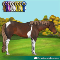Horse Color:Liver Chestnut Tobiano