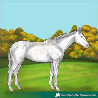 Horse Color:White Spotted Chocolate Silver Perlino Blanket 