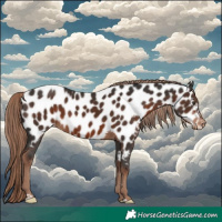 Horse Color:Liver Chestnut Appaloosa 