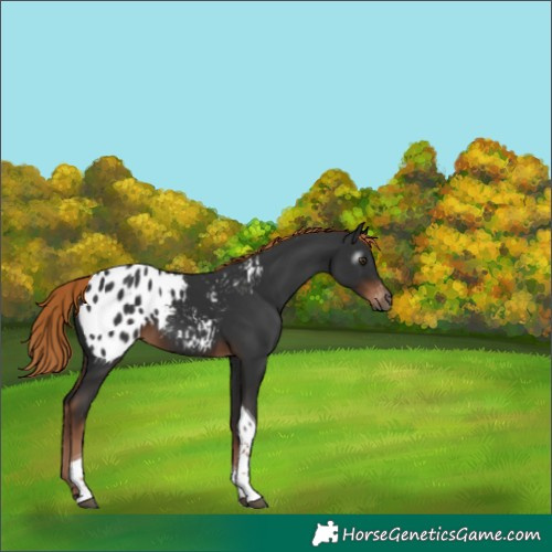 Horse Color:Gray Liver Chestnut Tobiano Blanket