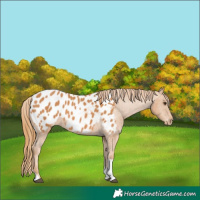 Horse Color:Chestnut Tobiano Near Leopard 
