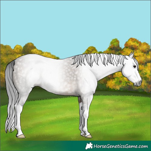 Horse Color:Gray Brown Dun Splash Rabicano 