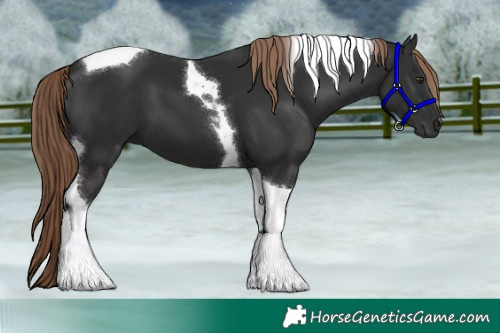 Horse Color:Liver Chestnut Tobiano