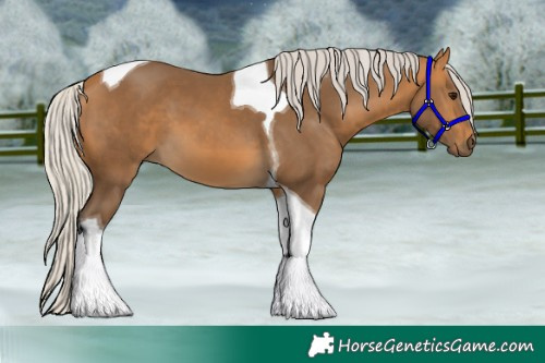 Horse Color:Silver Buckskin Tobiano