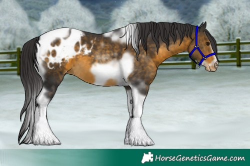 Horse Color:Buckskin Tobiano Frame Appaloosa