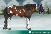 Horse Color:White Spotted Brown Tobiano 