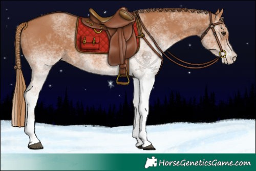 Horse Color:White Spotted Chestnut 