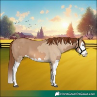 Horse Color:Red Dun Splash and Red Dun Splash