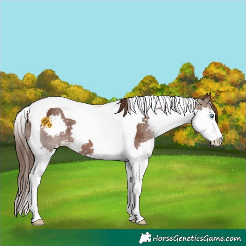 Horse Color:Liver Chestnut Splash Tobiano 